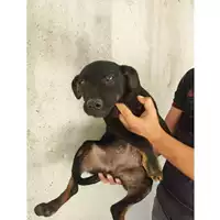 Foto dell\'animale Comune di Eboli - 380260004878489
