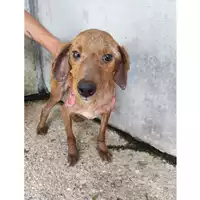 Foto dell\'animale COMUNE DI PELLEZZANO - 380260006037036