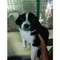 Foto dell\'animale COMUNE GIFFONI VALLE PIANA - 380260006037939