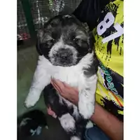 Foto dell\'animale COMUNE GIFFONI VALLE PIANA - 380260006037786
