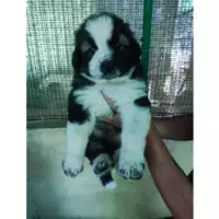 Foto dell\'animale COMUNE GIFFONI VALLE PIANA - 380260006037975