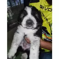 Foto dell\'animale COMUNE GIFFONI VALLE PIANA - 380260006037825
