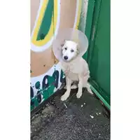 Foto dell\'animale Comune di Salerno - 380260004816414