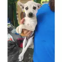 Foto dell\'animale SAN MANGO PIEMONTE - 380260006037199
