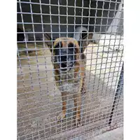 Foto dell\'animale Comune di Salerno - 380260006037219