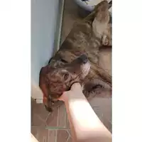 Foto dell\'animale Comune di Salerno - 380260006037040