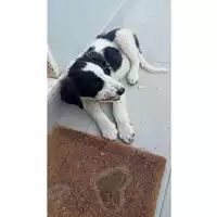 Foto dell\'animale Comune di Salerno - 380260170226037