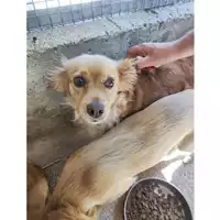 Foto dell\'animale Comune di Salerno - 380260042780532