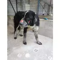 Foto dell\'animale Comune di Salerno - 380260006044146