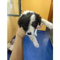 Foto dell\'animale Comune di Salerno - 380260006030926