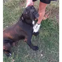 Foto dell\'animale COMUNE GIFFONI VALLE PIANA - 380260170246169
