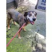 Foto dell\'animale COMUNE DI PELLEZZANO - 380260006044248