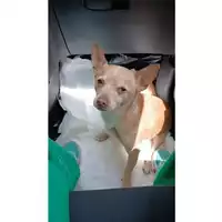 Foto dell\'animale Comune di Eboli - 380260004878205
