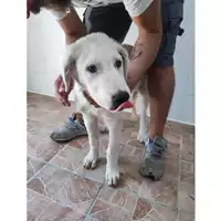 Foto dell\'animale SAN MANGO PIEMONTE - 380260006044173
