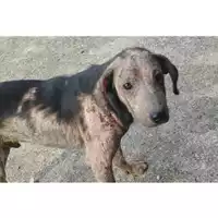 Foto dell\'animale Comune di Eboli - 380260004878392