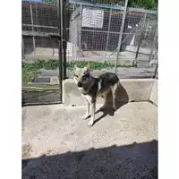 Foto dell\'animale Comune di Salerno - 380260160631783