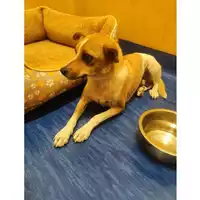 Foto dell\'animale Comune di Eboli - 380260170244473