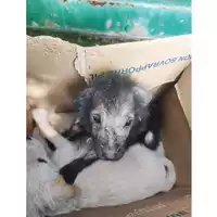 Foto dell\'animale COMUNE GIFFONI VALLE PIANA - 380260044813343