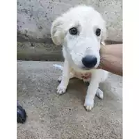 Foto dell\'animale Comune di Salerno - 380260006044065