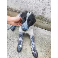Foto dell\'animale Comune di Salerno - 380260006044141
