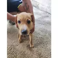 Foto dell\'animale Comune di Salerno - 380260006036927