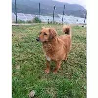 Foto dell\'animale Comune di Eboli - 380260041400873