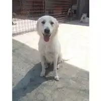 Foto dell\'animale Comune di Eboli - 380260042457273