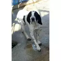 Foto dell\'animale Comune di Eboli - 380260042974134