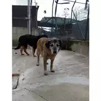 Foto dell\'animale Comune di Salerno - 941000001166618