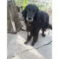 Foto dell\'animale Comune di Salerno - 968000003581345