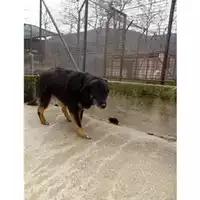 Foto dell\'animale Comune di Salerno - 941000001577382