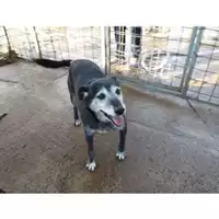 Foto dell\'animale Comune di Salerno - 941000001849565