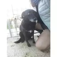Foto dell\'animale Comune di Salerno - 968000003576220