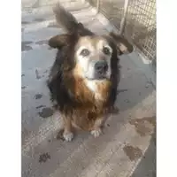 Foto dell\'animale Comune di Salerno - 941000001751336