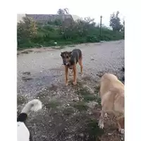 Foto dell\'animale Comune di Salerno - 941000001820262