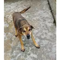 Foto dell\'animale Comune di Salerno - 380260040468954