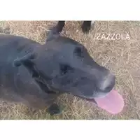 Foto dell\'animale Comune di Salerno - 380260040478689