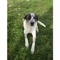 Foto dell\'animale Comune di Salerno - 380260040482753