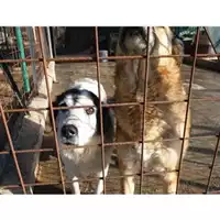 Foto dell\'animale Comune di Salerno - 380260041187409