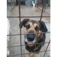 Foto dell\'animale Comune di Salerno - 380260041191559