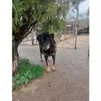 Foto dell\'animale Comune di Salerno - 380260040813288
