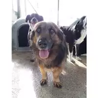 Foto dell\'animale Comune di Salerno - 380260040045412