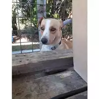 Foto dell\'animale Comune di Salerno - 380260042338900