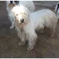 Foto dell\'animale Comune di Salerno - 380260042974094