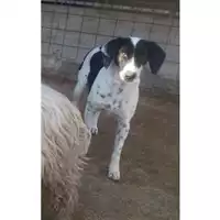 Foto dell\'animale Comune di Salerno - 380260042784265
