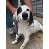 Foto dell\'animale Comune di Salerno - 380260042783992