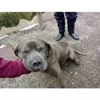 Foto dell\'animale Comune di Salerno - 380260042333767