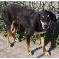 Foto dell\'animale Comune di Salerno - 380260042783922