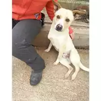Foto dell\'animale Comune di Salerno - 380260100323760
