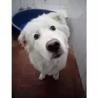 Foto dell\'animale Comune di Salerno - 380260042377970